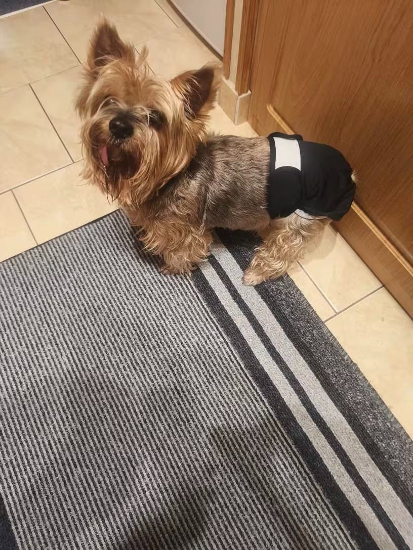 Customer photo review of Mumaby™ Washable Dog Diaper