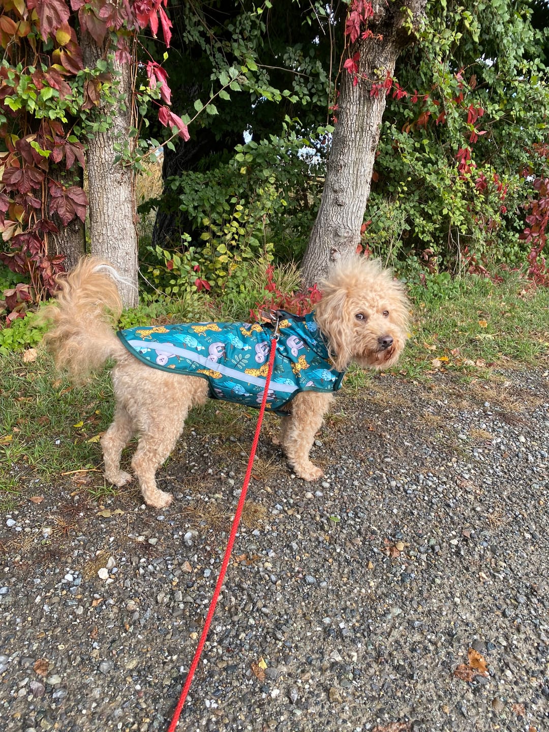 Customer photo review of Rain Jacket - You Cheetah