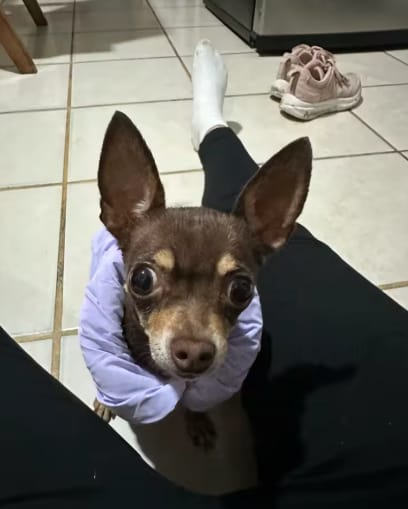 Customer photo review of Waterproof Puffer for Dogs