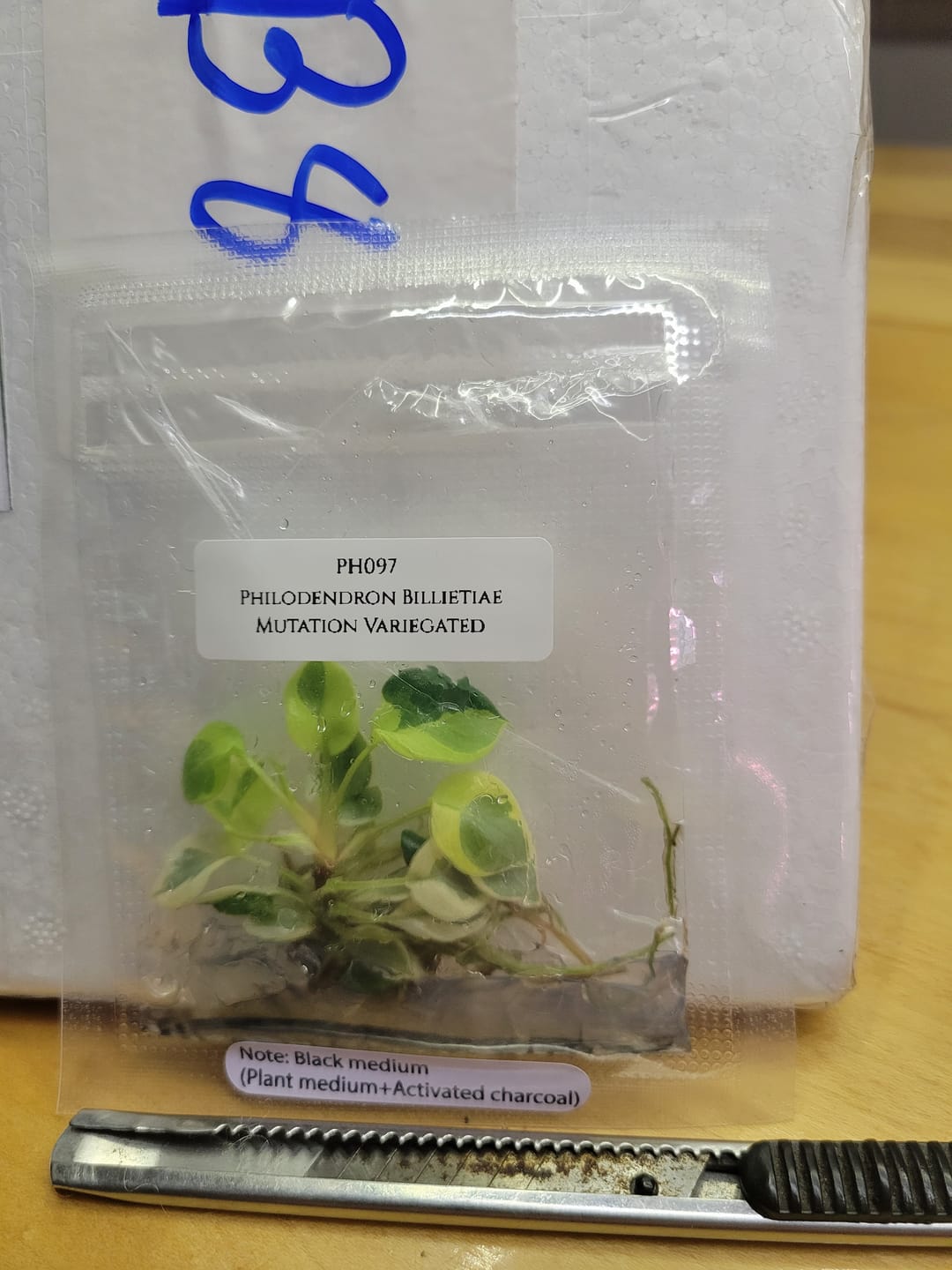 Customer photo review of Philodendron Billietiae Variegated