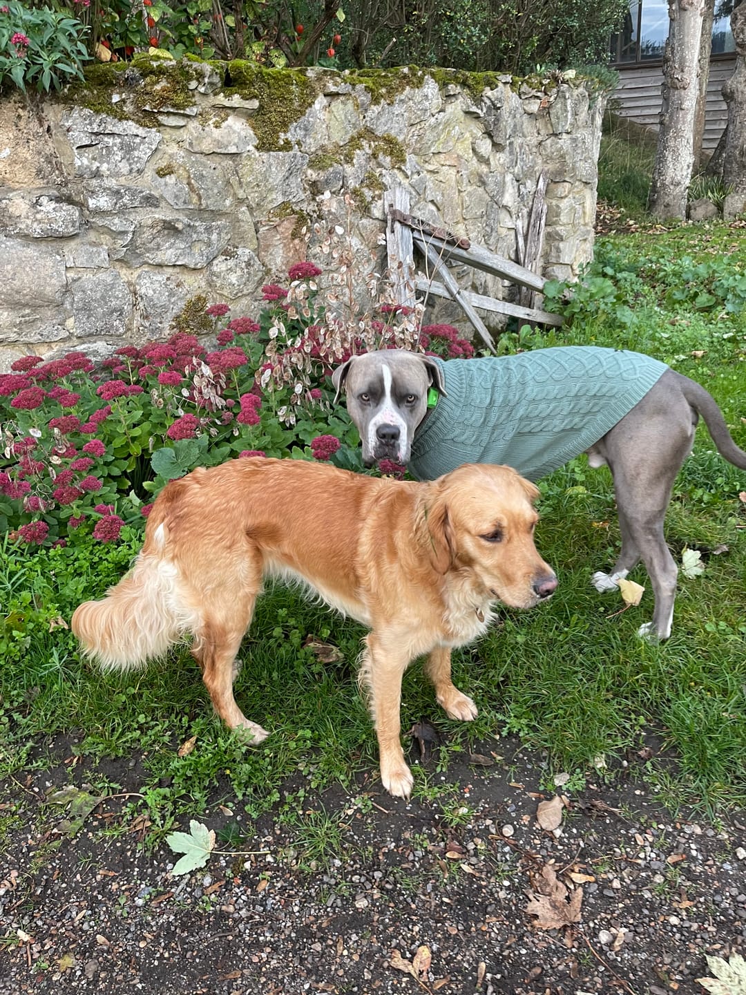 Customer photo review of Cable Knit Dog Sweater - Brown