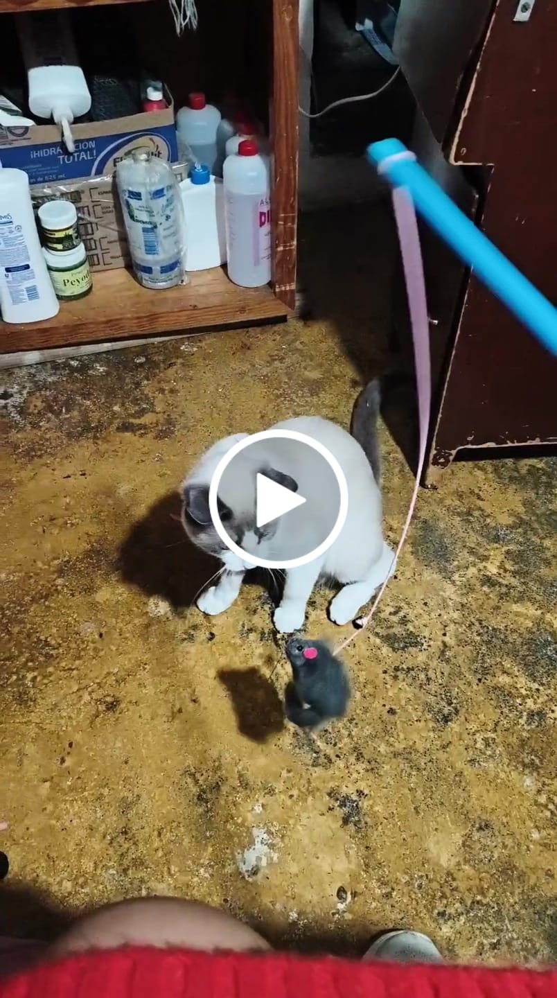 Customer video review of CT4240 1 Pieza De Juguete Vara De Ratón Para Mascota