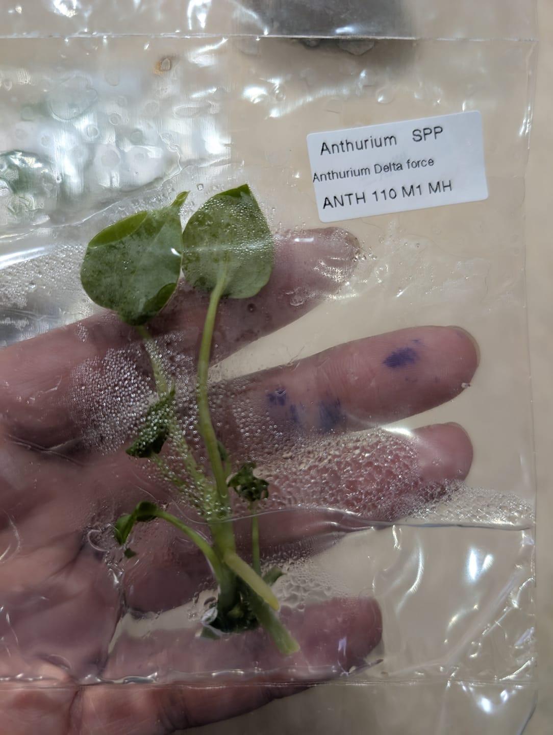 Customer photo review of Anthurium Delta Force