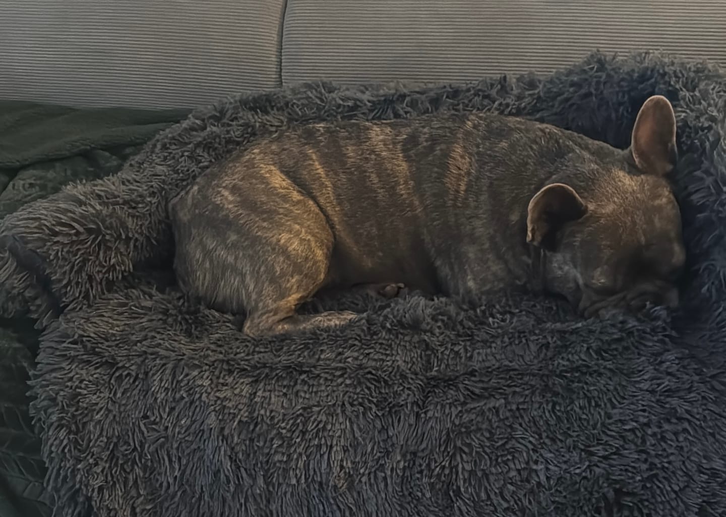 Customer photo review of Hundebett Sofa – Flauschige Sofadecke mit Anti-Angst-Design