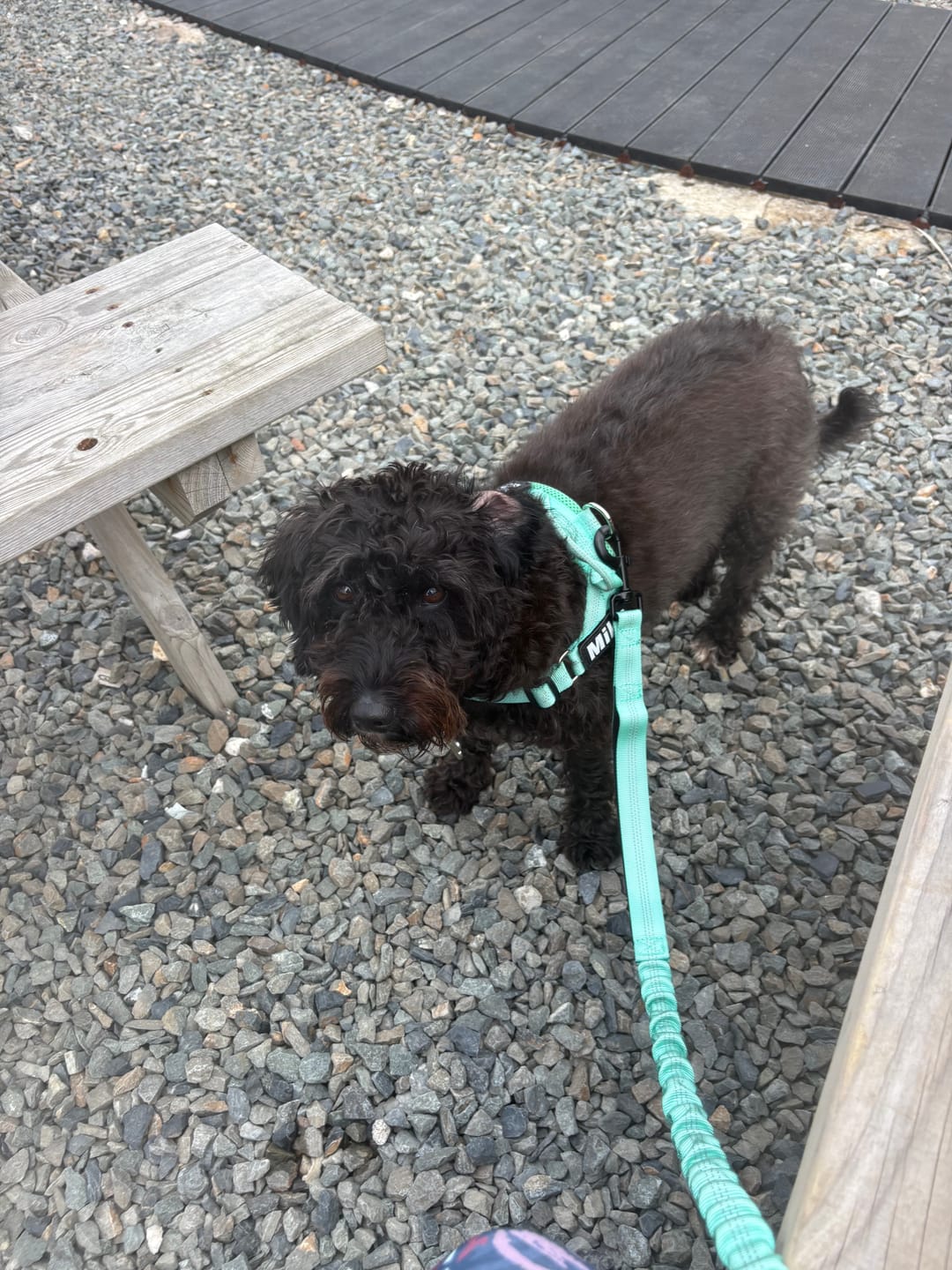 Customer photo review of ParoPet No Pull Dog Harness