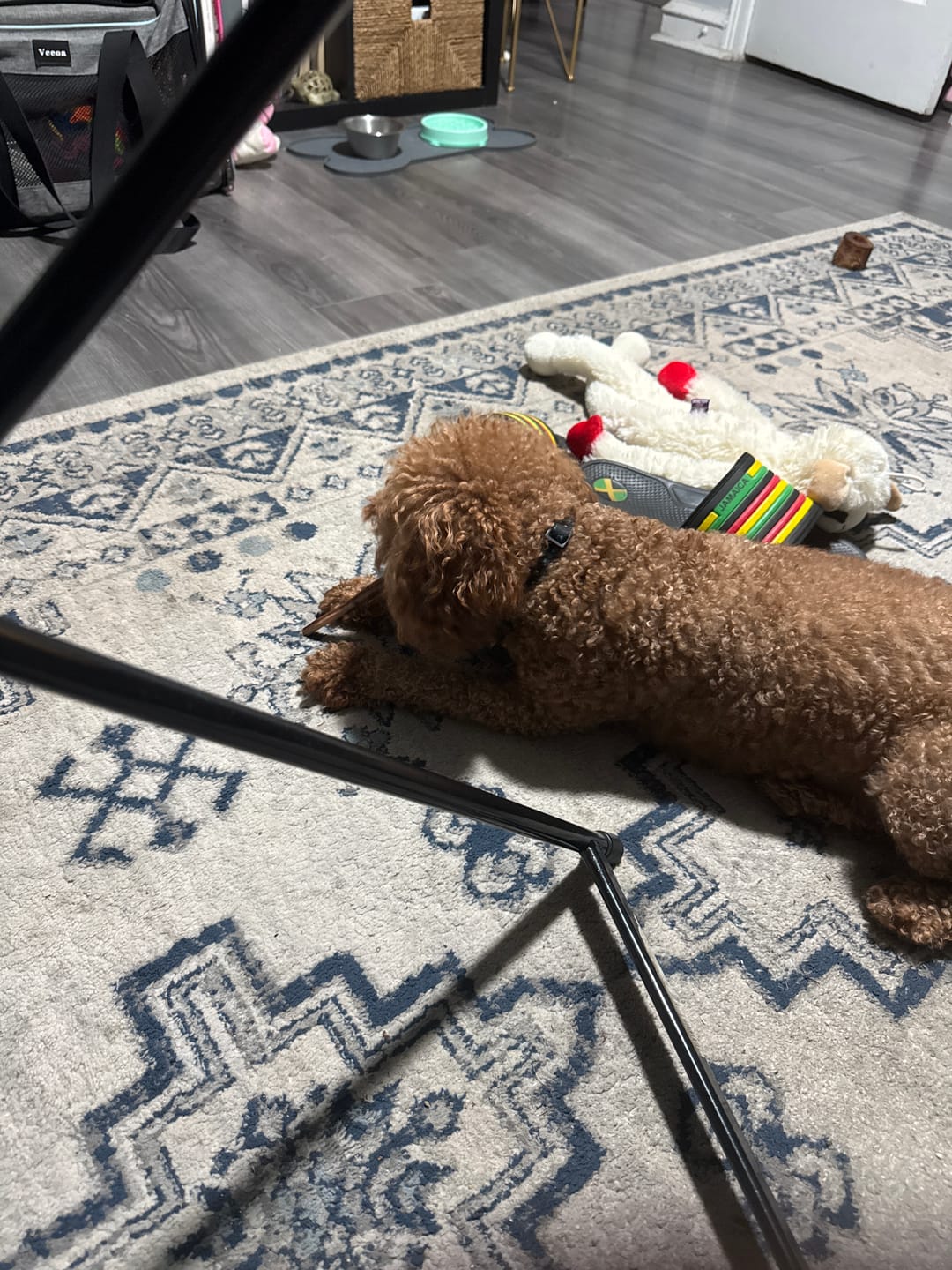 Customer photo review of 6" Hickory Smoked Bully Stick