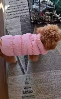 Customer photo review of Waterproof Puffer for Dogs