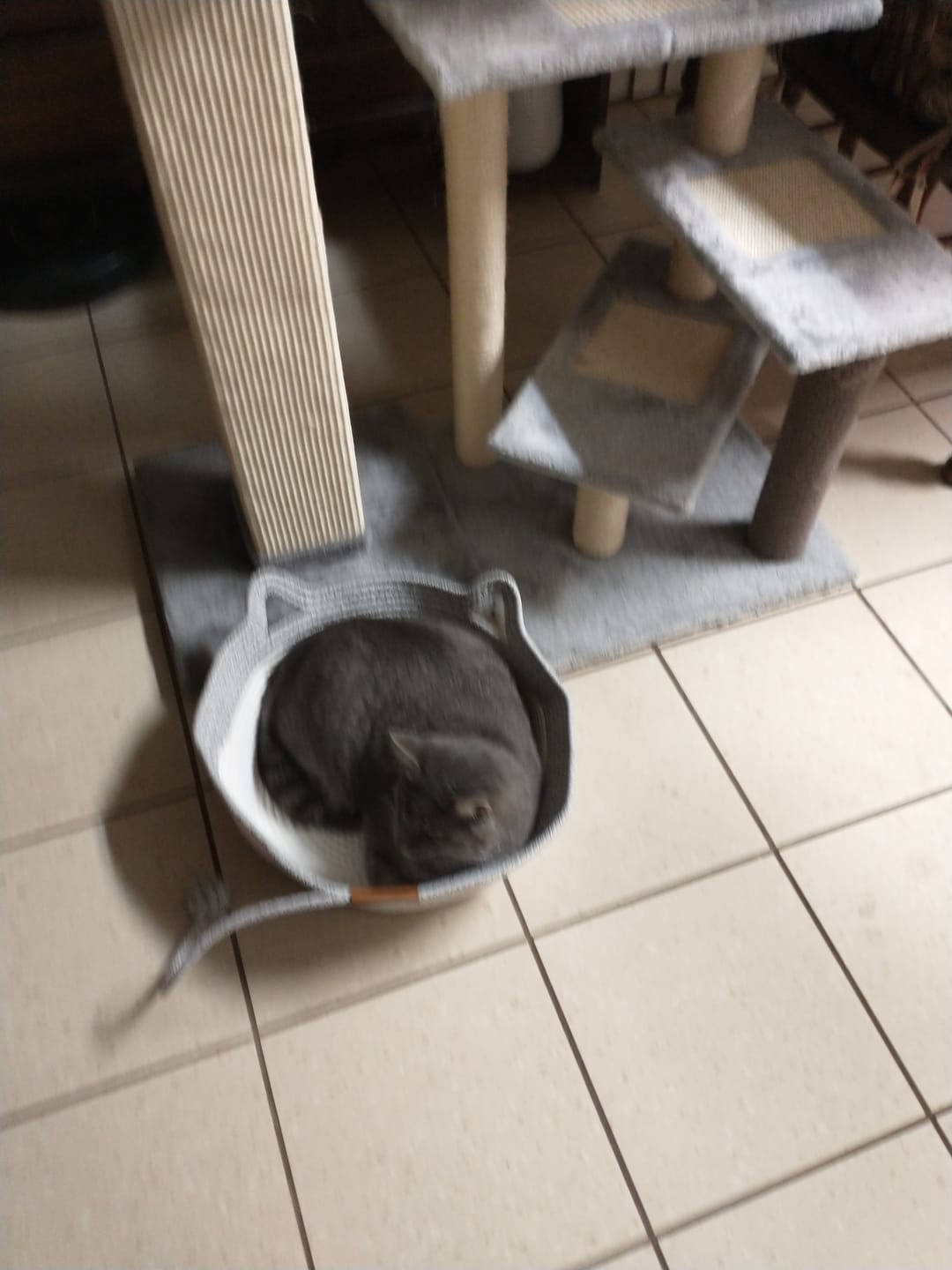 Customer photo review of Instinct Basket | Meet the first research-backed natural territory for indoor cats