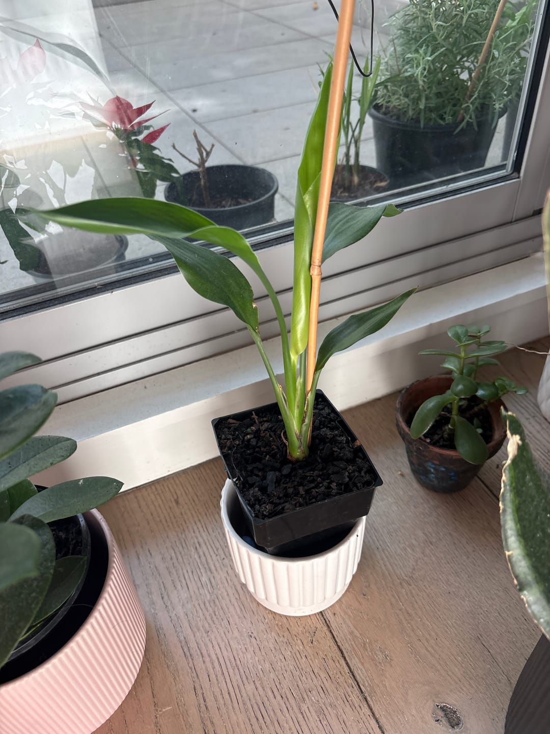 Customer photo review of Bird of Paradise - Strelitzia reginae