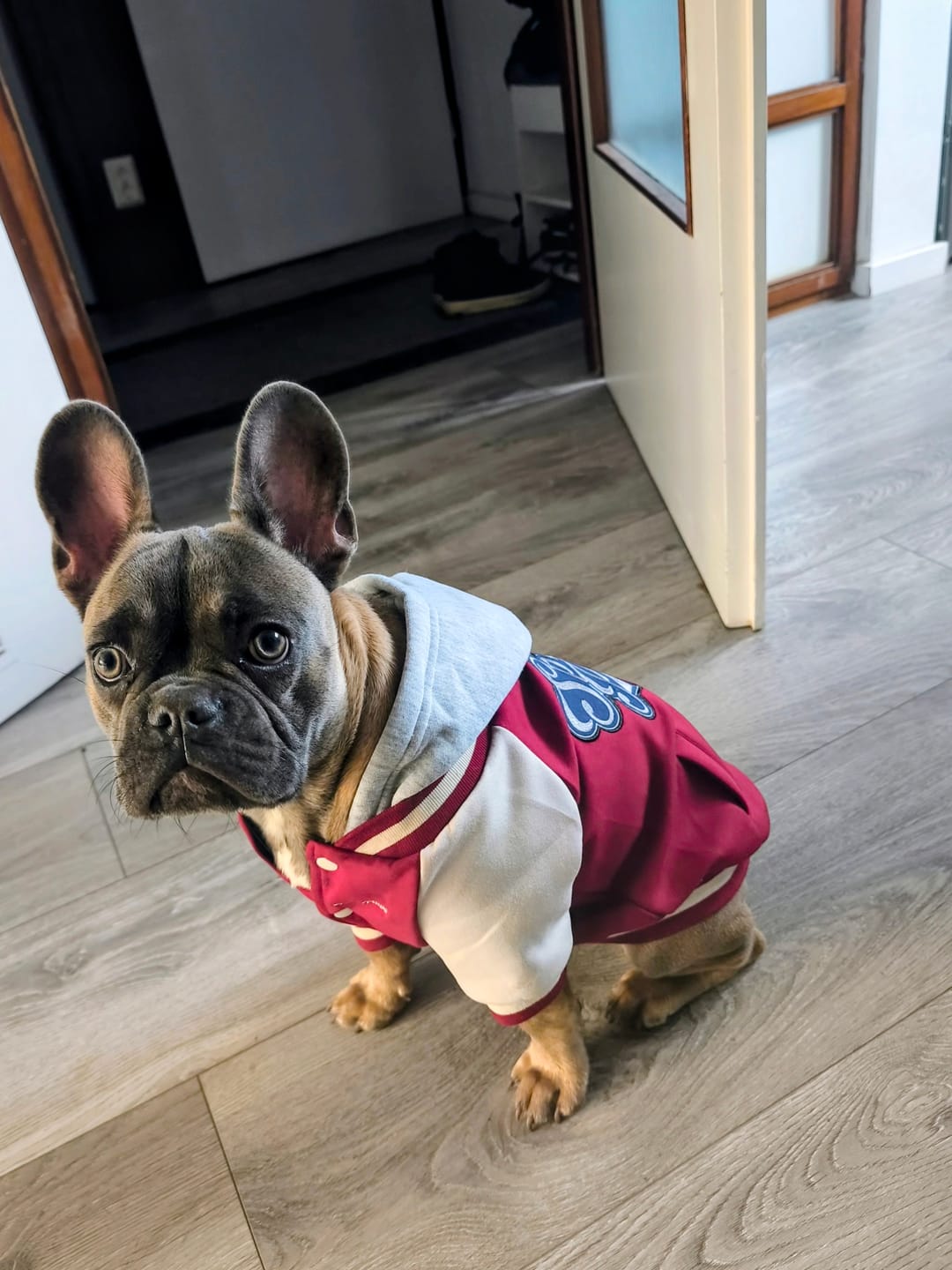 Customer photo review of Dog Varsity Jacket - Red