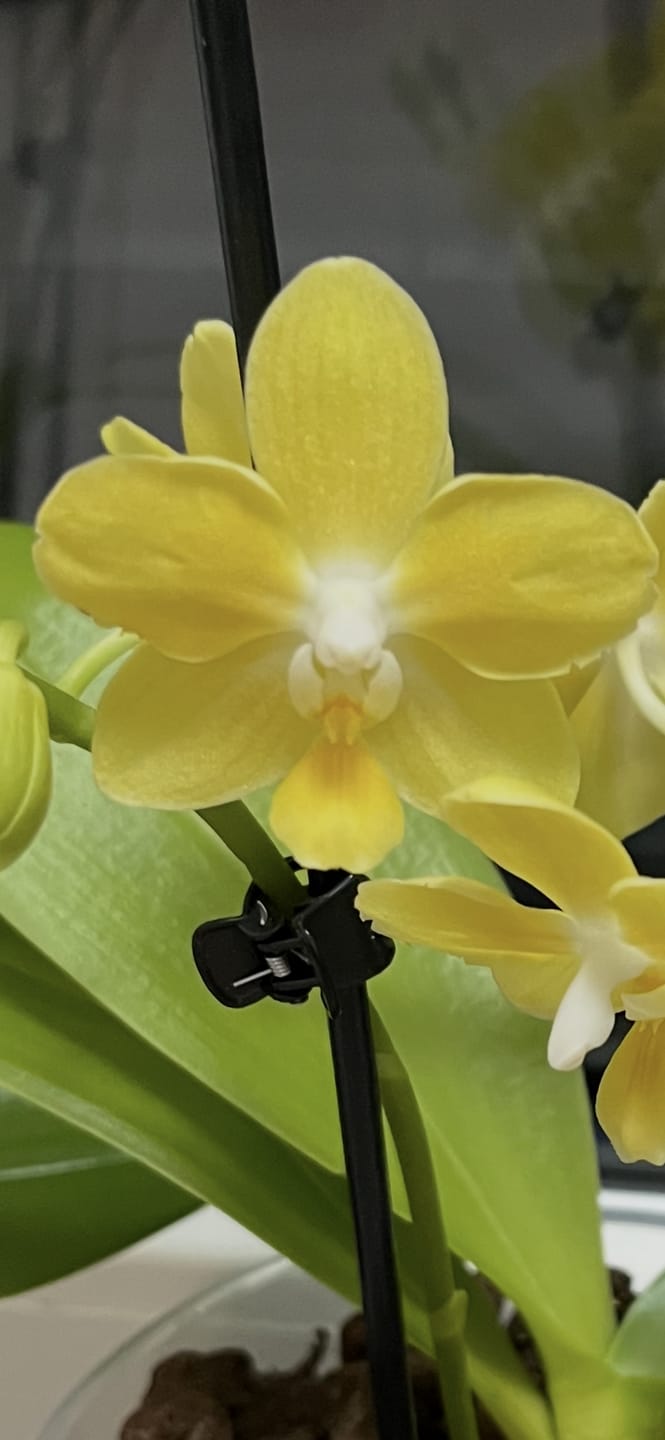 Customer photo review of Duftorchidee Table Dance Golden Fragrance mit gelben Blüten und 2 Rispen