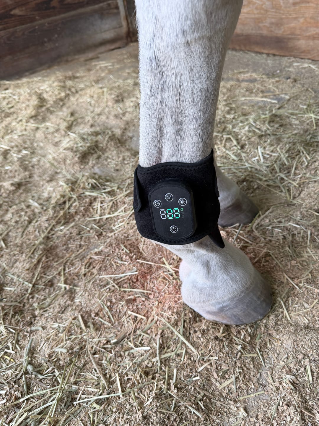Customer photo review of HorseHalo™ HaloLegs Mini