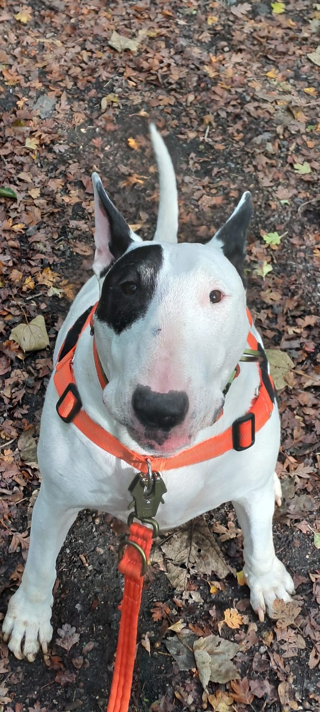 Customer photo review of ParoPet No Pull Dog Harness