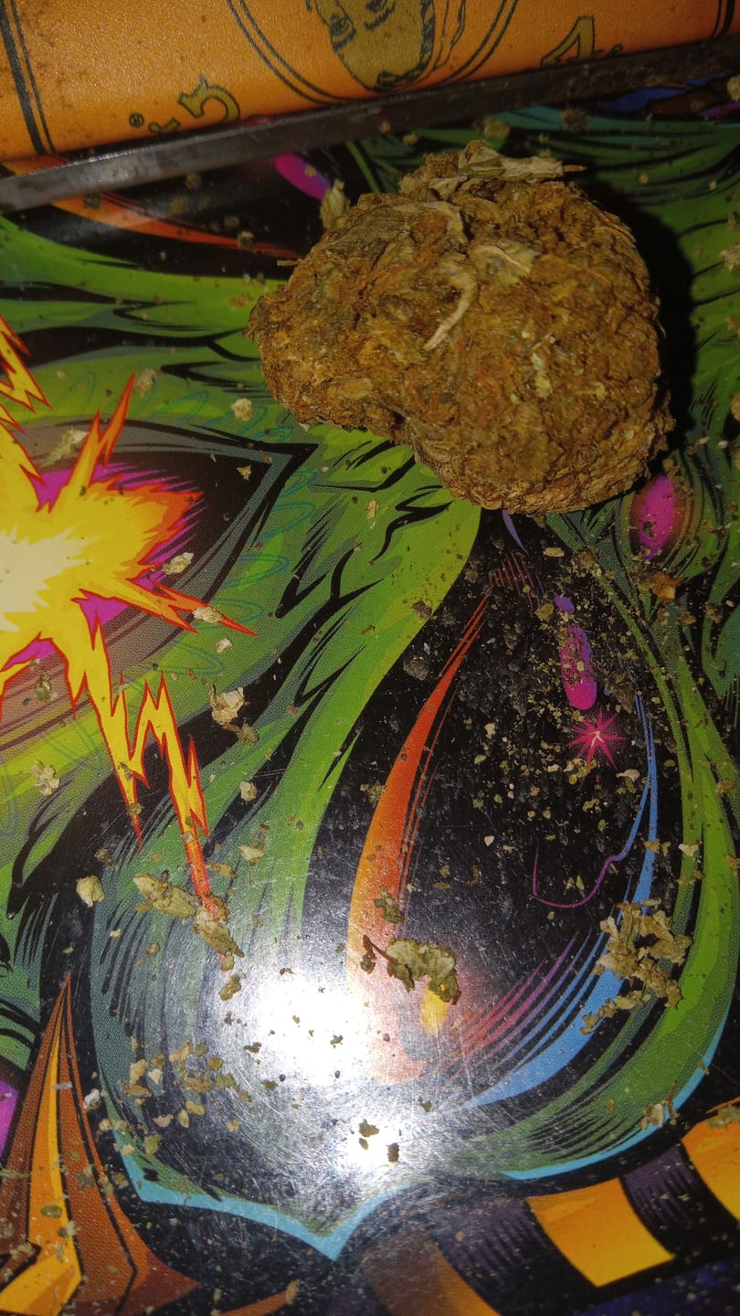 Customer photo review of Orange Dream THCA Flower