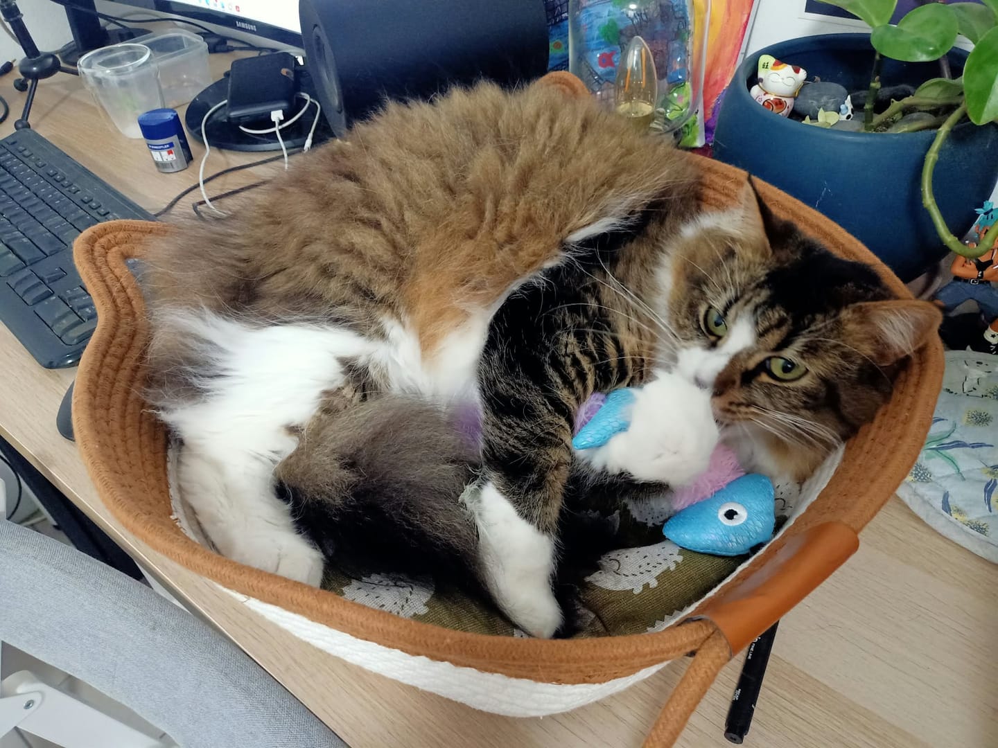 Customer photo review of Instinct Basket | Meet the first research-backed natural territory for indoor cats