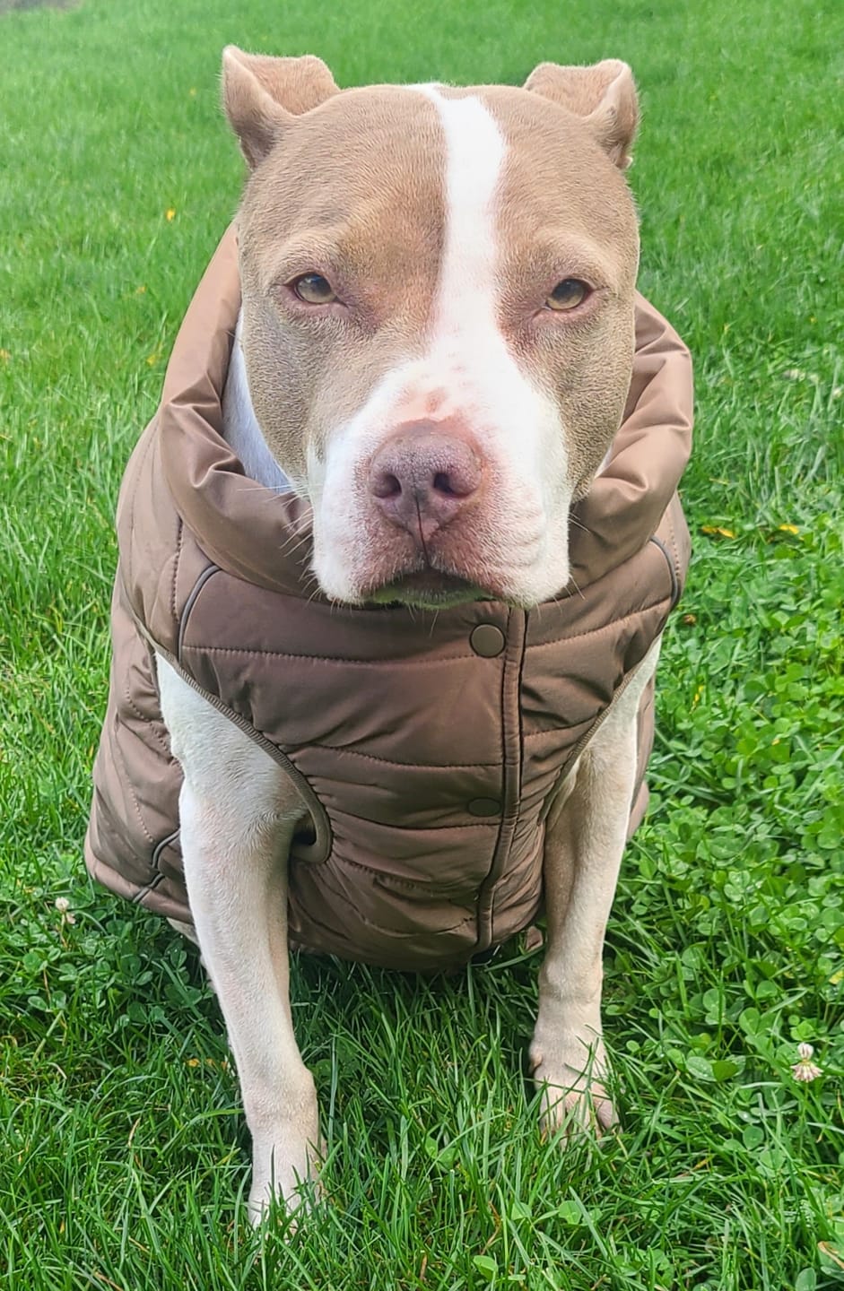 Customer photo review of WarmShield Water-Resistant Jacket - Tan