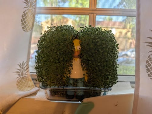 Customer photo review of Homer in the Bushes Chia