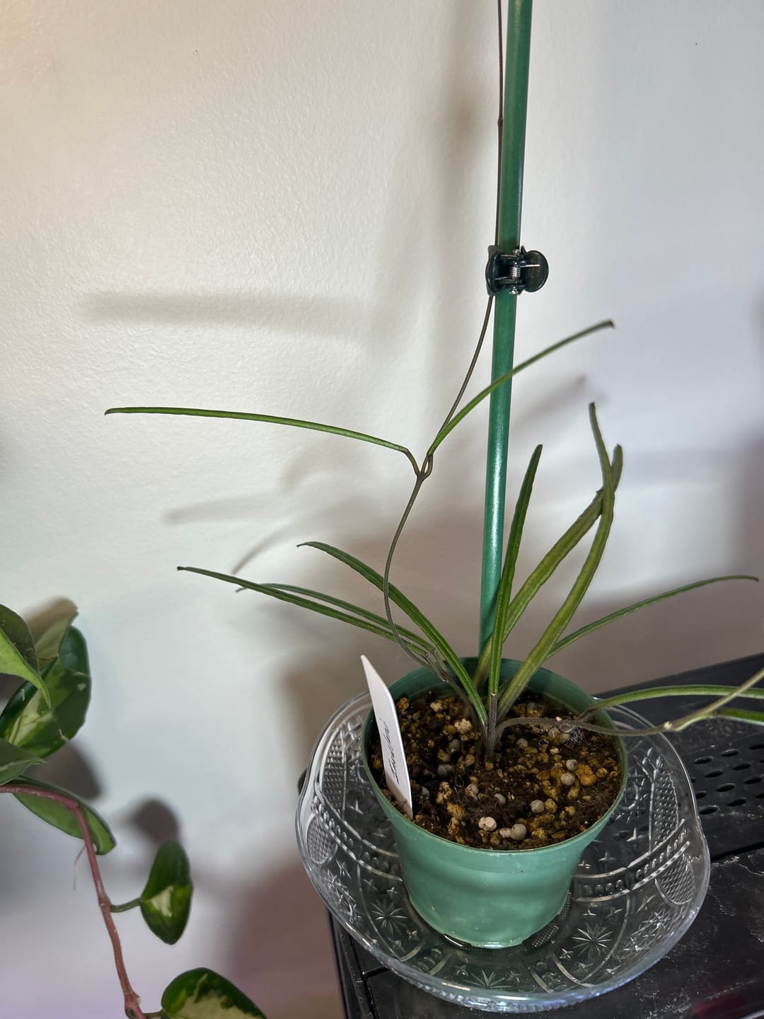 Customer photo review of Hoya insularis