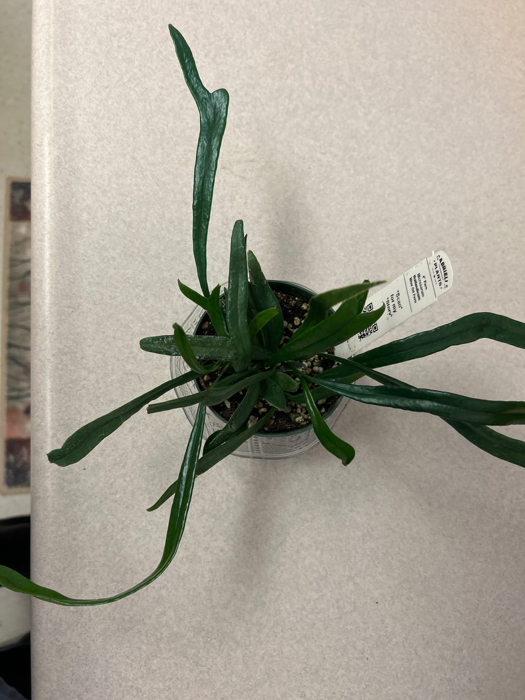 Customer photo review of Fern Microsorum thailandicum 'Blue Oil Fern'