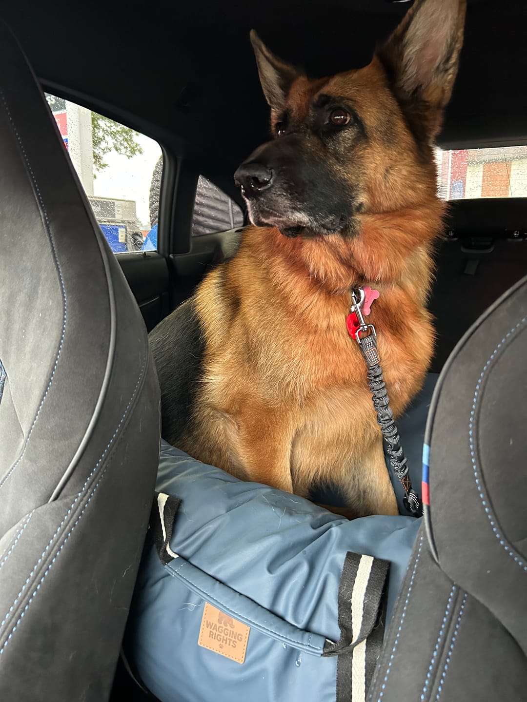 Customer photo review of Dog Dock V2 New & Improved ISO Fix