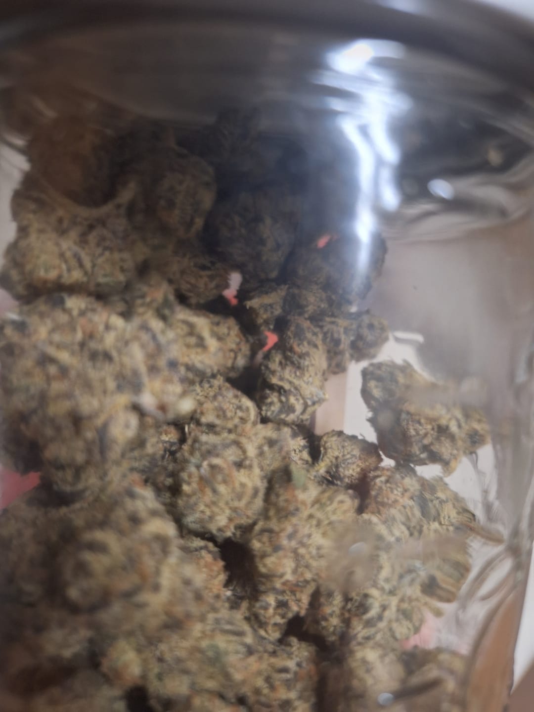 Customer photo review of Black Bow - Exotic Smalls