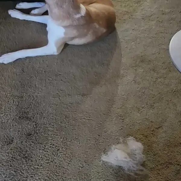 Customer photo review of Magic Lint Cleaner