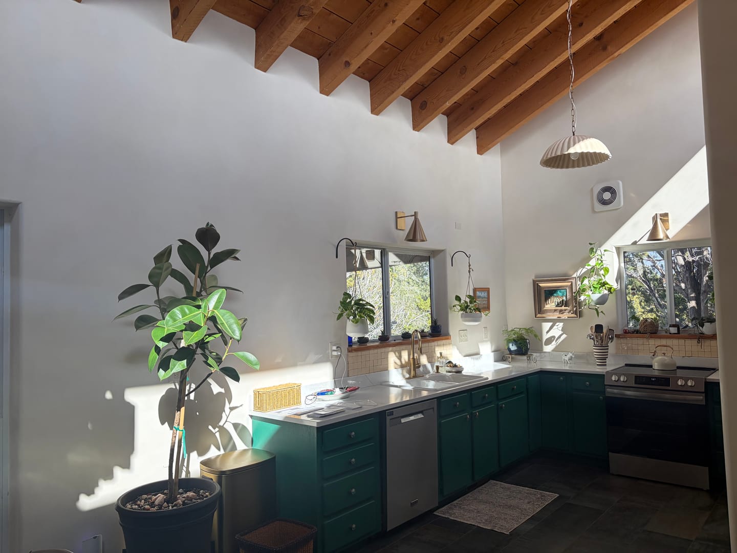 Customer photo review of Ficus Melany Tree Form Single Stem, Rubber Tree