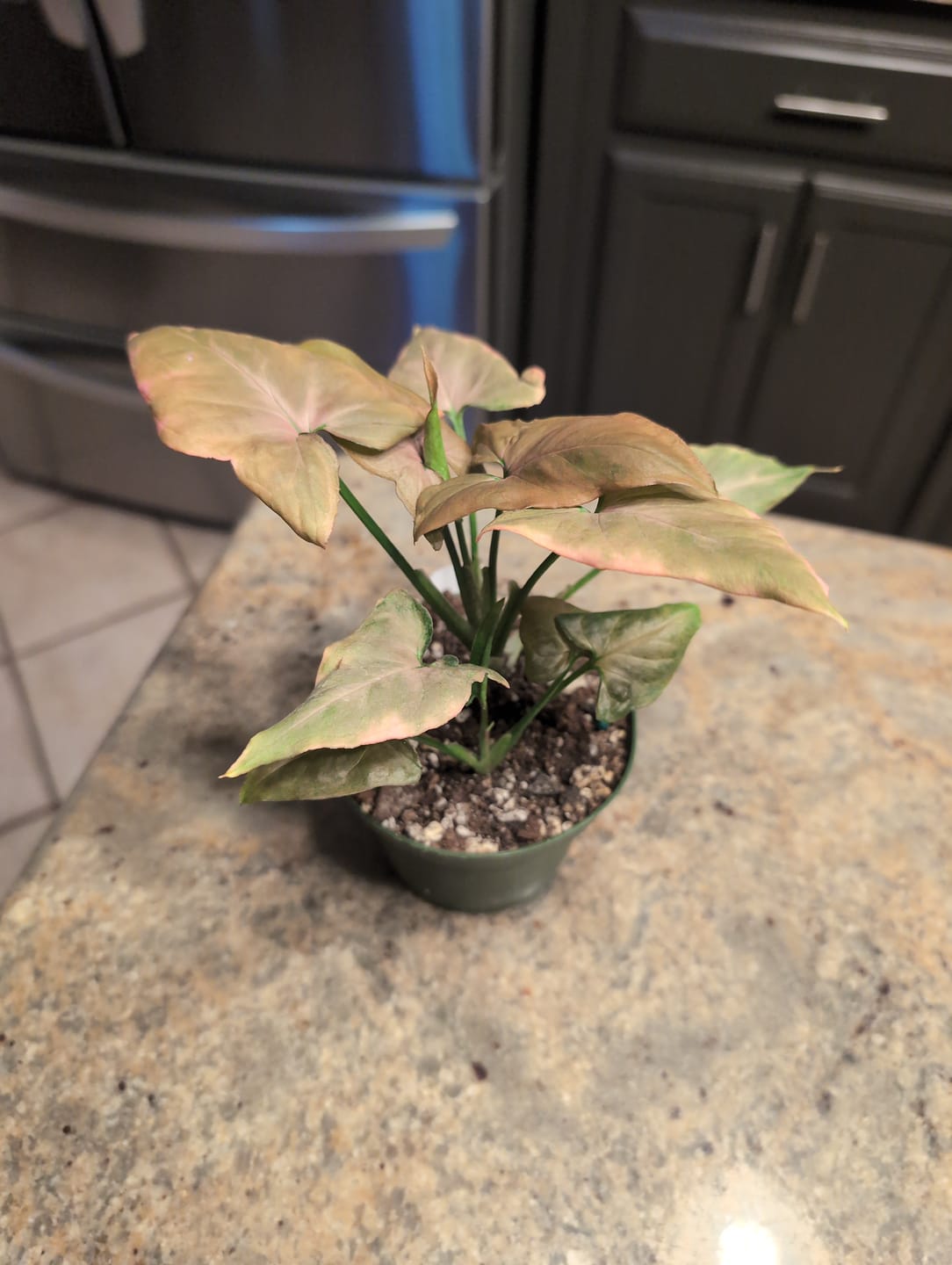 Customer photo review of Syngonium podophyllum 'Miki'