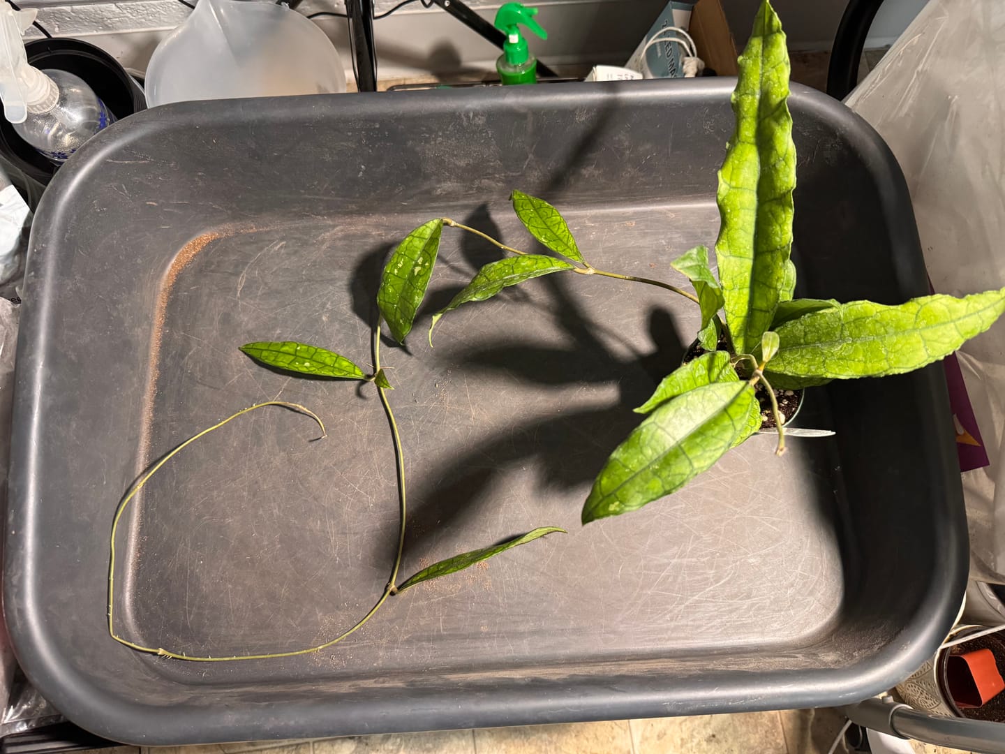 Customer photo review of Hoya UT-073