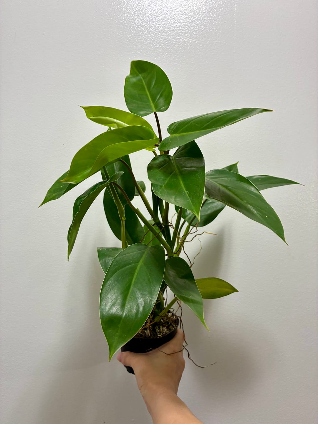 Customer photo review of Philodendron 'Emerald Queen'