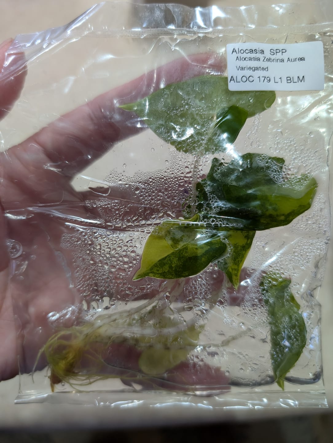 Customer photo review of Alocasia Zebrina Aurea Variegated