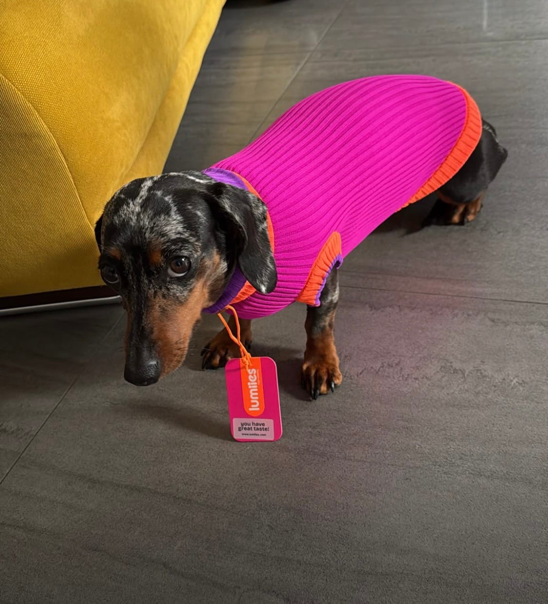 Customer photo review of Glow Jumper 2.0 Hundepullover