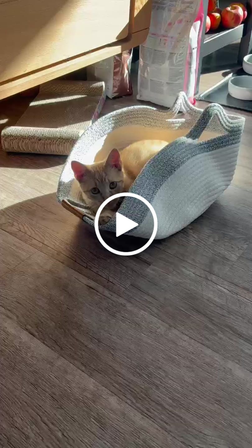 Customer video review of Instinct Basket | Meet the first research-backed natural scratcher for indoor cats