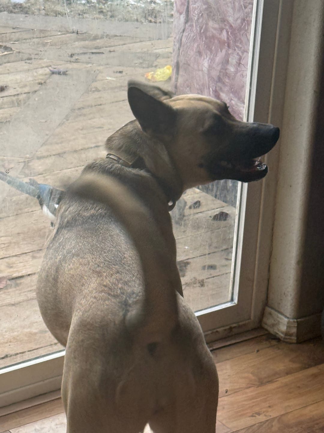 Customer photo review of Metal-Buckle Tactical K9 Dog Collar With Hook & Loop Panel & Top Handle
