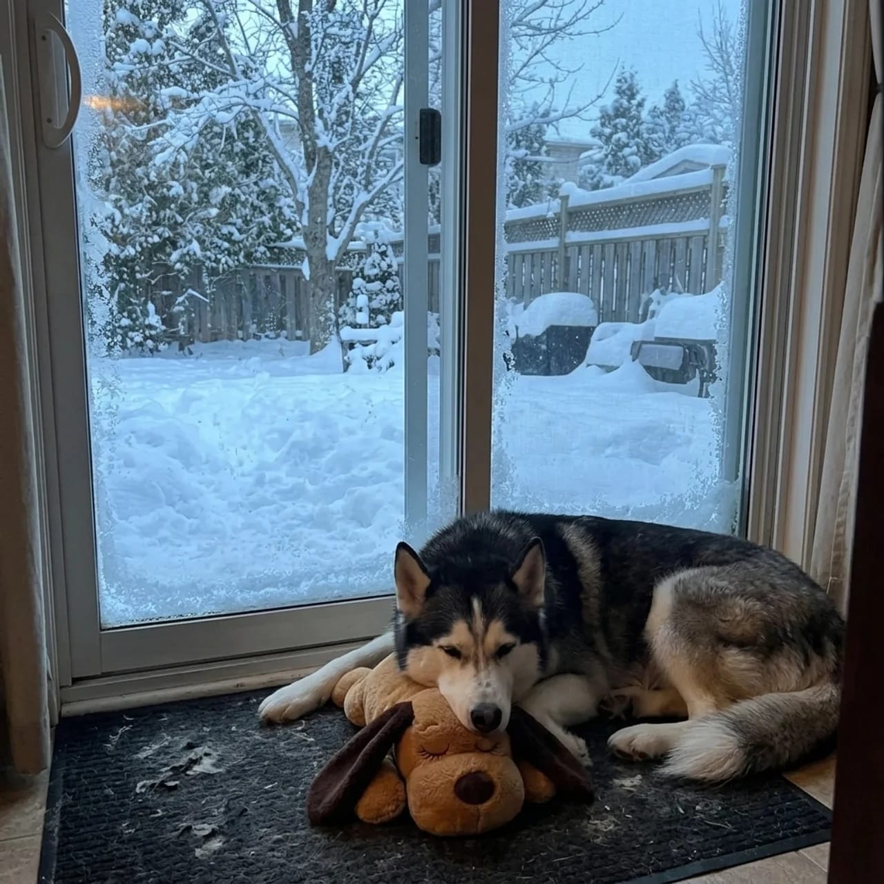 Customer photo review of Heartbeat Pup – Your Dog's Bedtime Buddy