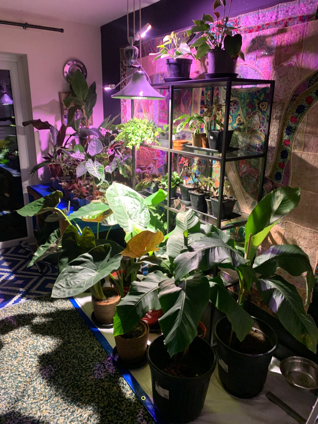 Customer photo review of Pianta 30 Grow Light LED Bulb
