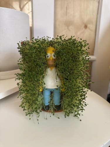 Customer photo review of Homer in the Bushes Chia