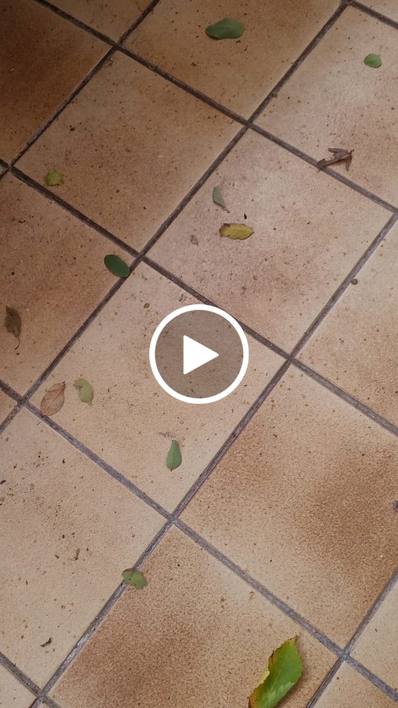 Customer video review of Ice Tea Peach Ice
