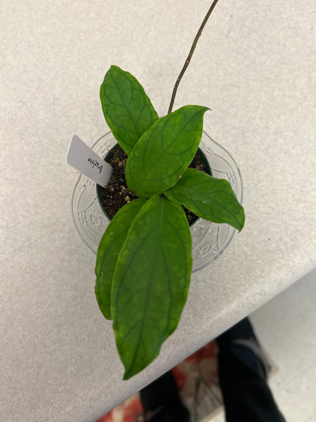 Customer photo review of Hoya 'Breelynn'