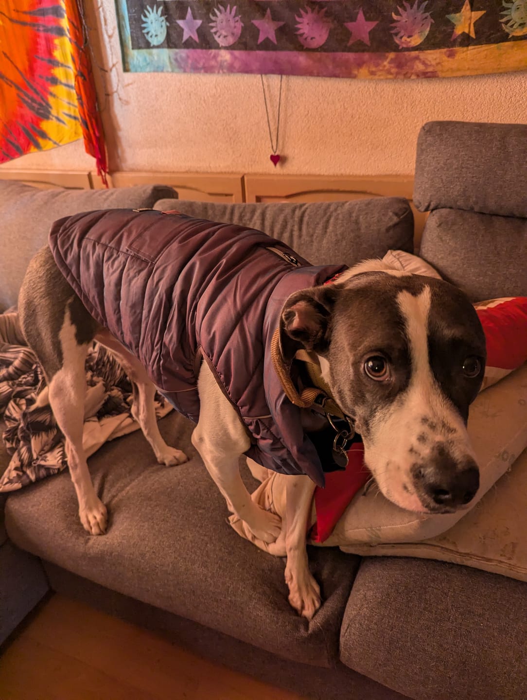 Customer photo review of WarmShield Water-Resistant Jacket - Cosmic