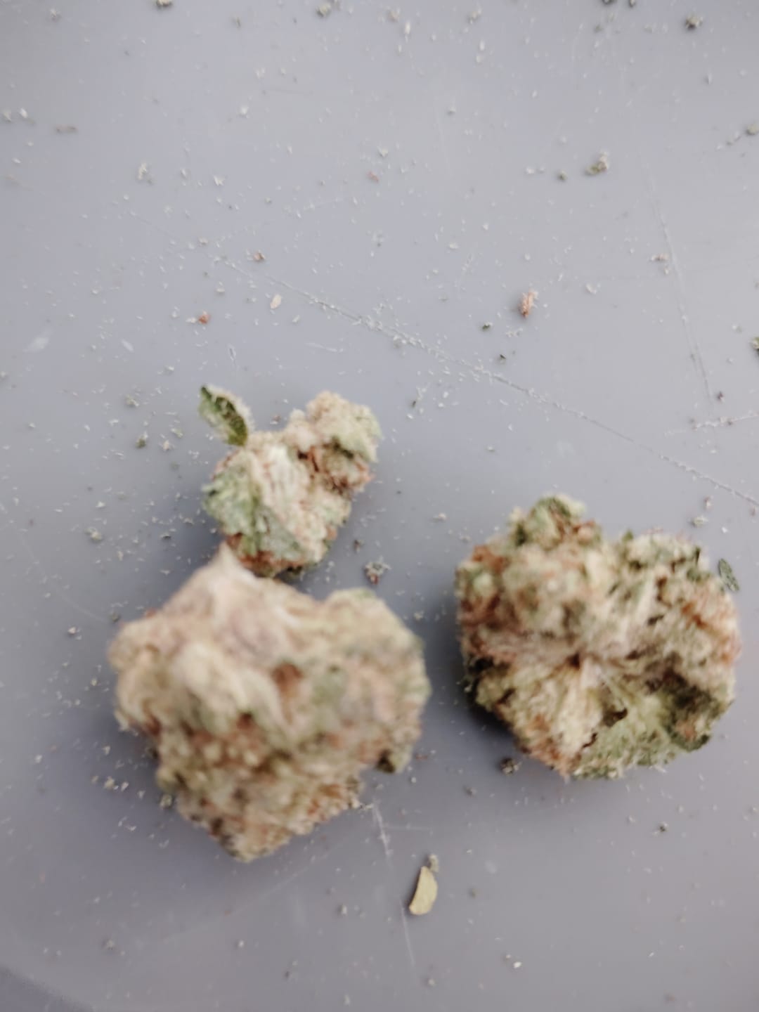 Customer photo review of Strawberry Cough THCA Flower