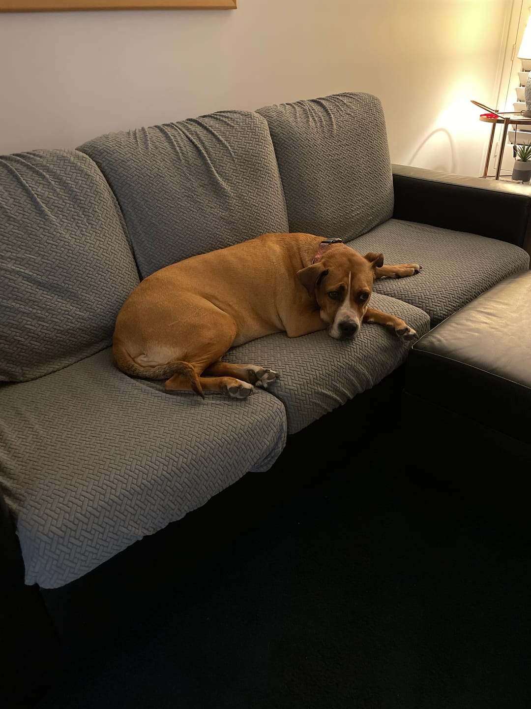 Customer photo review of Couch Covers - Classic
