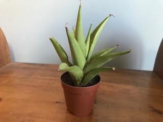 Customer photo review of Sansevieria 'Chanin'