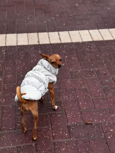 Customer photo review of Waterproof Puffer for Dogs