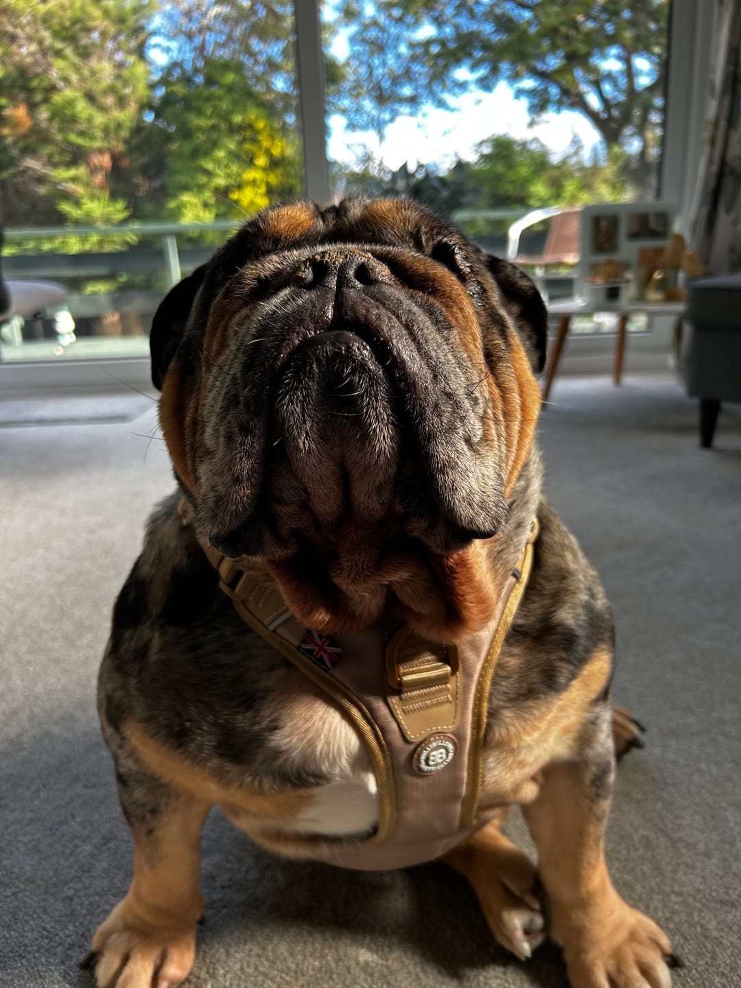 Customer photo review of Anti Pull Hurricane Harness Lighter | With Handle - Tan X Tan