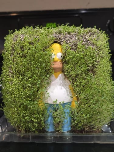 Customer photo review of Homer in the Bushes Chia