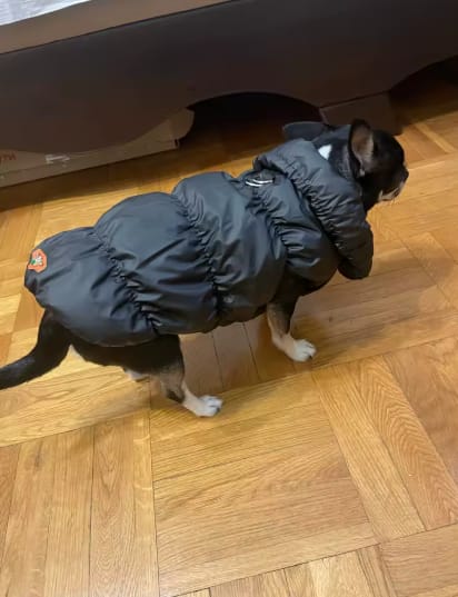 Customer photo review of Waterproof Puffer for Dogs