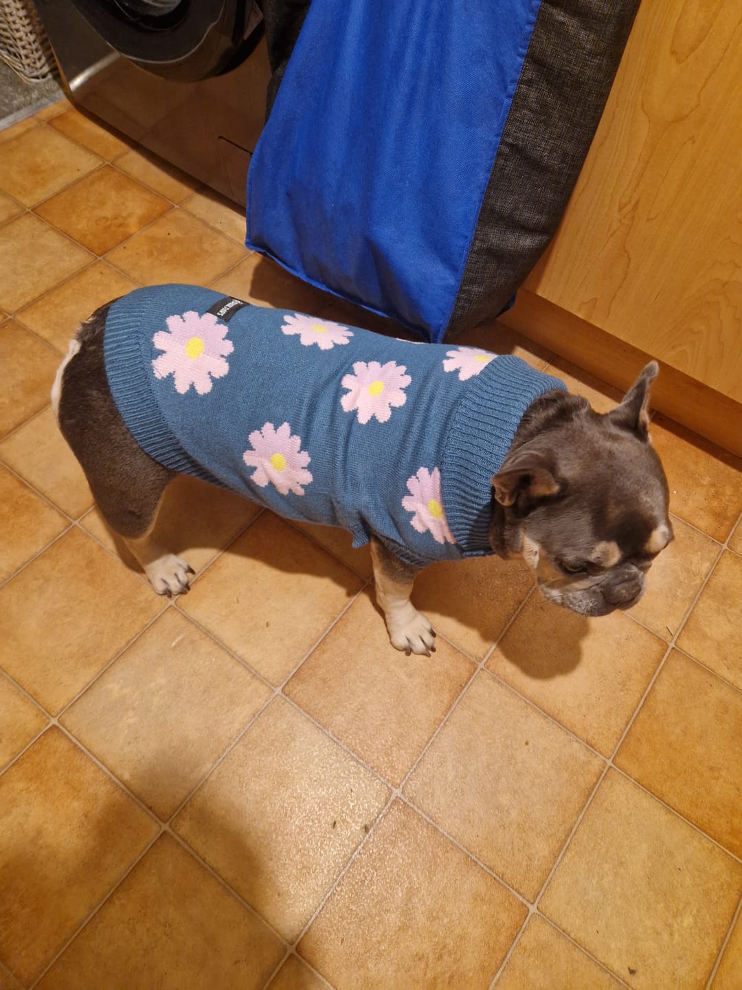 Customer photo review of Knit Dog Sweater Prints