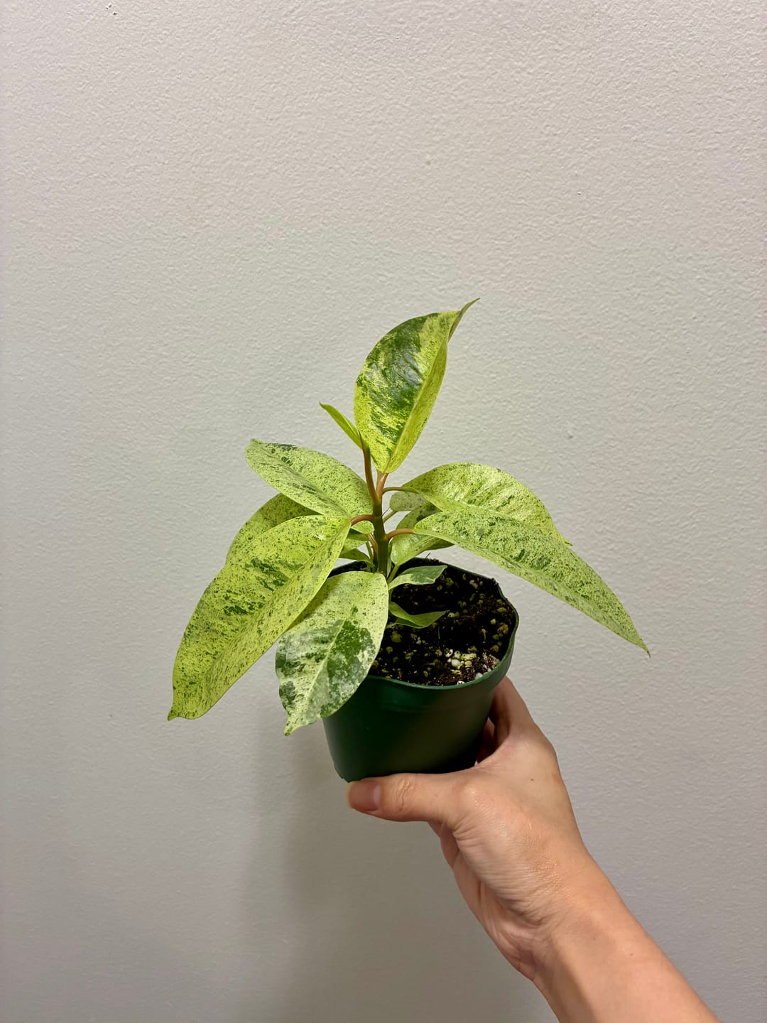 Customer photo review of Ficus elastica 'Shivereana'