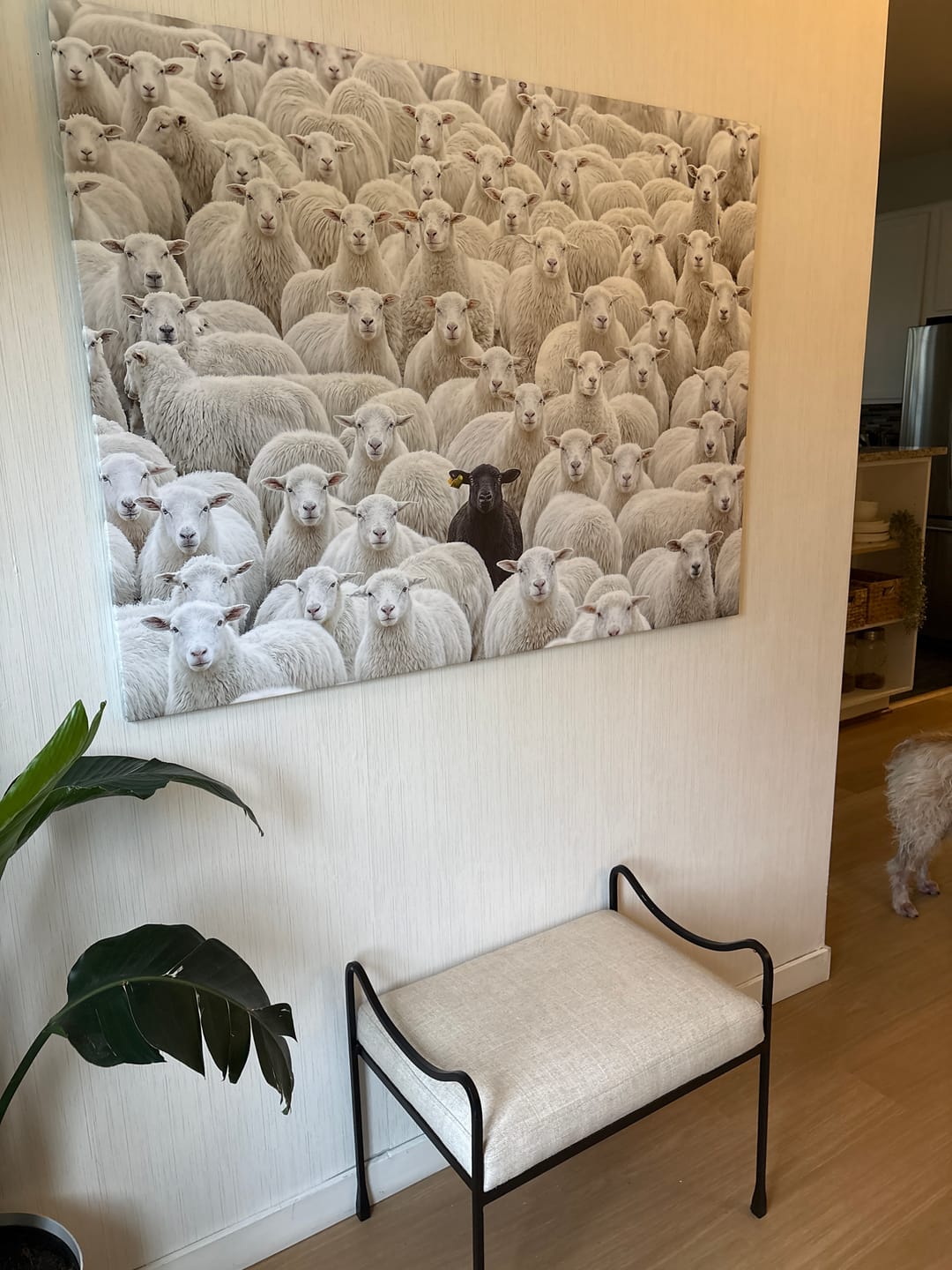 Customer photo review of Black Sheep